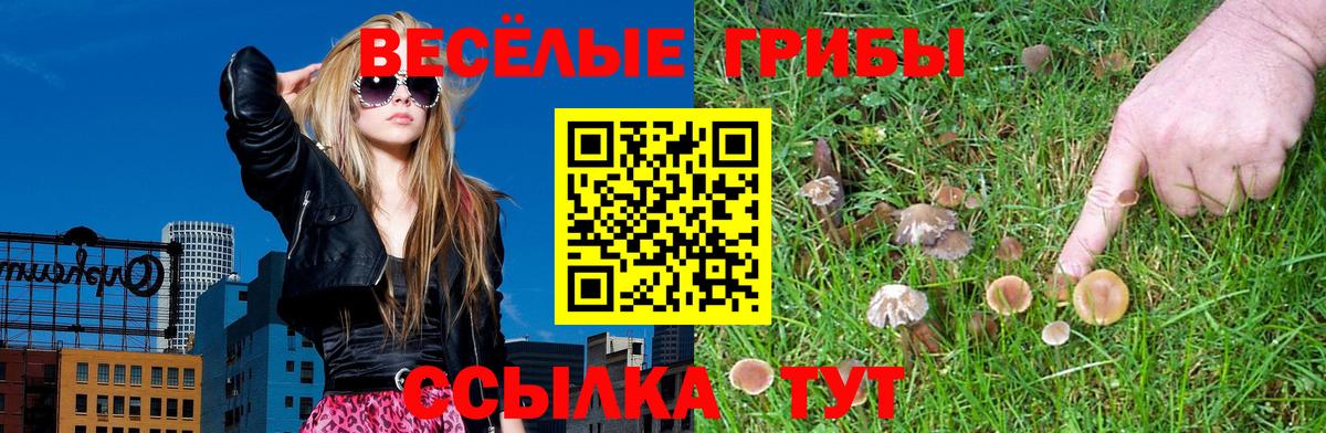 Галлюциногенные грибы Psilocybe Донской